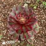 Aeonium Lafite Queen - Image 2