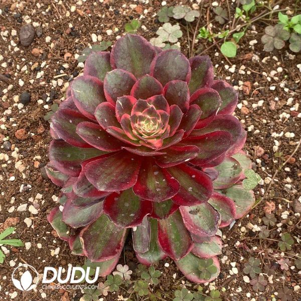 Aeonium Lafite Queen - Image 2