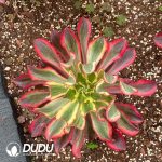 Aeonium Phantom