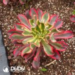 Aeonium Phantom - Image 2