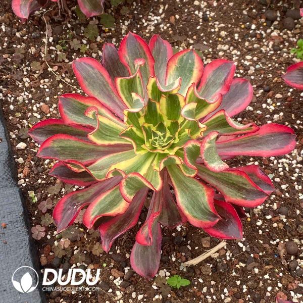 Aeonium Phantom - Image 2