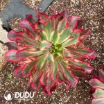 Aeonium Phantom Clustering