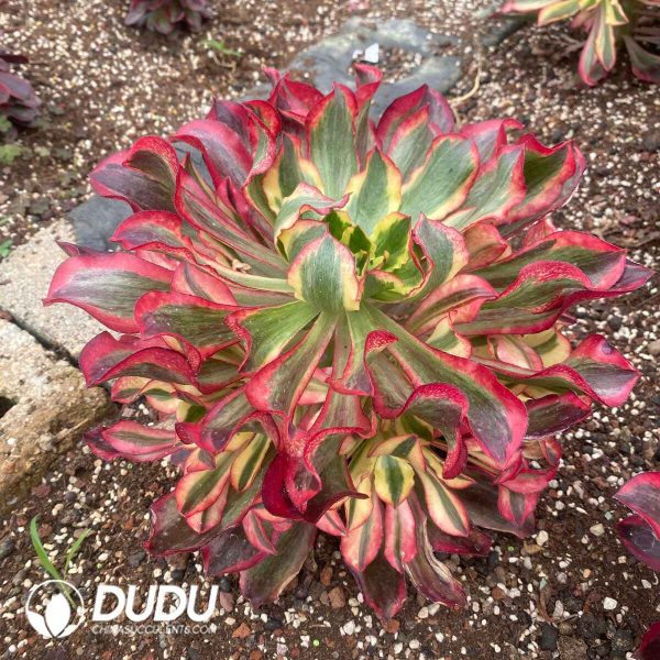 Aeonium Phantom Clustering - Image 2
