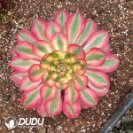 Aeonium Alice Variegated