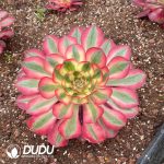 Aeonium Alice Variegated - Image 2