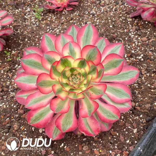 Aeonium Alice Variegated - Image 2