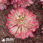 Aeonium Alice Variegated Clustering