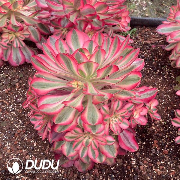 Aeonium Alice Variegated Clustering - Image 2