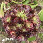 (Grafted) Aeonium Count's Hero