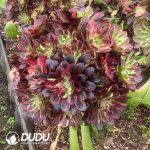 (Grafted) Aeonium Count's Hero - Image 2