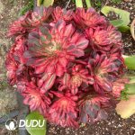 (Grafted) Aeonium Black Devil Variegated Clustering