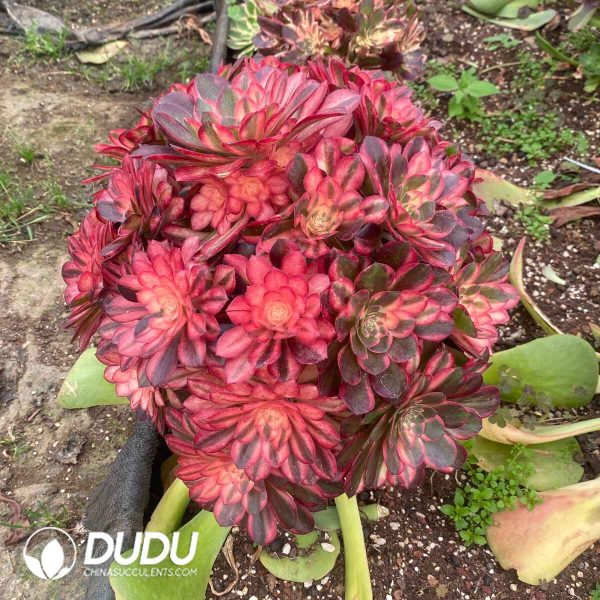 (Grafted) Aeonium Black Devil Variegated Clustering - Image 2