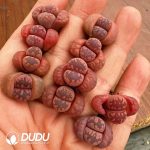 Lithops otzeniana Cesky Granat