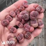 Lithops otzeniana Cesky Granat - Image 2