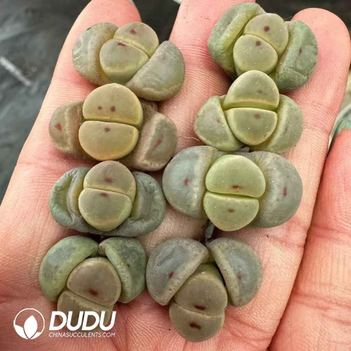 08592D14201.jpg Lithops Dinteri ssp. dinteri v. brevis - Image 1