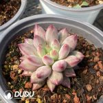 Pachyphytum Consort Yu