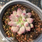Pachyphytum Consort Yu - Image 2