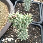 Trichocaulon piliferum Cristata