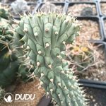 Trichocaulon piliferum Cristata - Image 2