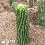 Cactus-Neobuxbaumia Polylopha Spineless
