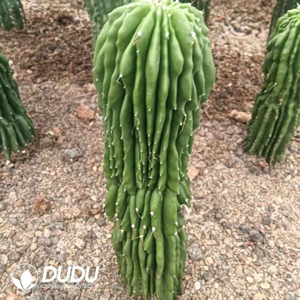 Cactus-Neobuxbaumia Polylopha Spineless - Image 2