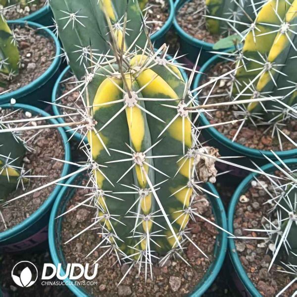 Stenocereus pruinosus Variegated - Image 1