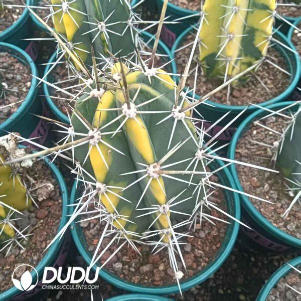 Stenocereus pruinosus Variegated - Image 2