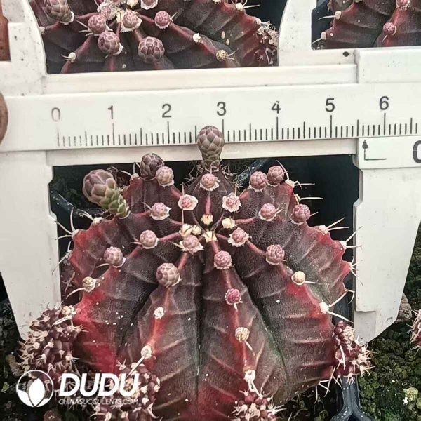 Gymnocalycium mihanovichii f. variegated - Image 1