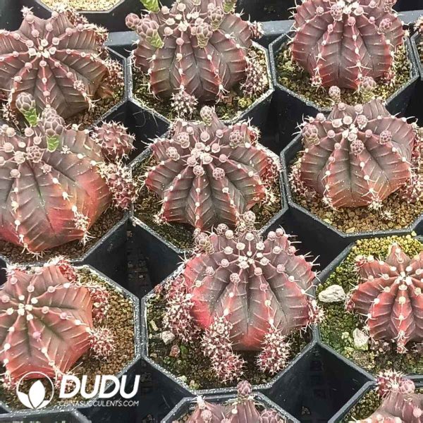 Gymnocalycium mihanovichii f. variegated - Image 2