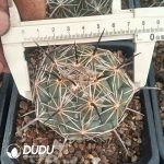 Coryphantha cornifera