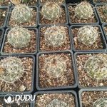 Coryphantha cornifera - Image 2