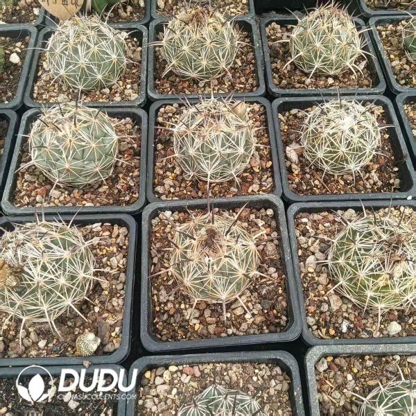 Coryphantha cornifera - Image 2