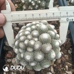 Blossfeldia liliputiana