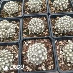 Blossfeldia liliputiana - Image 2