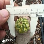 Euphorbia obesa variegated
