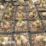 Euphorbia obesa variegated - Image 2