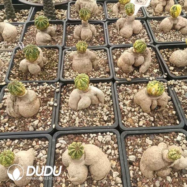 Euphorbia obesa variegated - Image 2