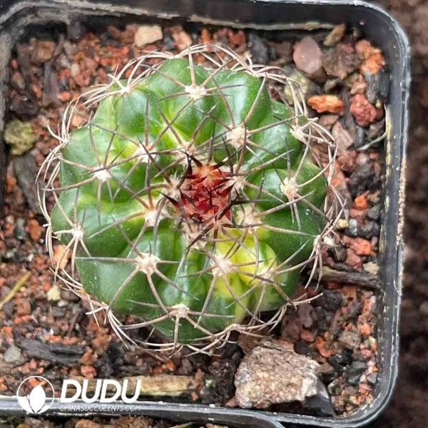 Discocactus ferricola variegated - Image 1