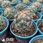 Coryphantha tripugionacantha