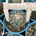 Coryphantha tripugionacantha - Image 2