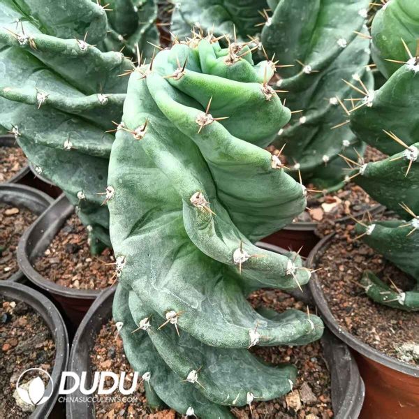 Cereus forbesii Spiralis - Image 1