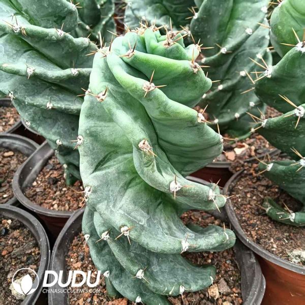 Cereus forbesii Spiralis - Image 1