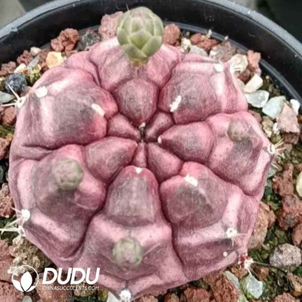 Gymnocalycium mihanovichii Dream Peony - Image 1