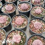 Gymnocalycium mihanovichii Dream Peony - Image 2