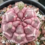Gymnocalycium mihanovichii Dream Peony