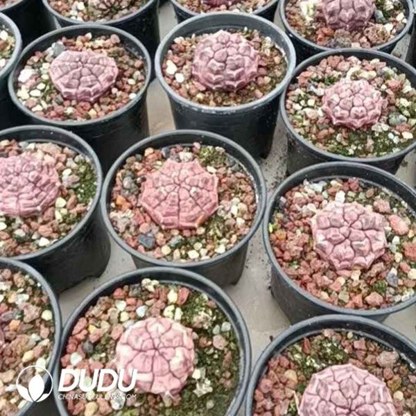 Gymnocalycium mihanovichii Dream Peony - Image 2