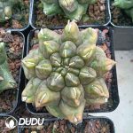 Gymnocalycium anisitsii f. monstruosa