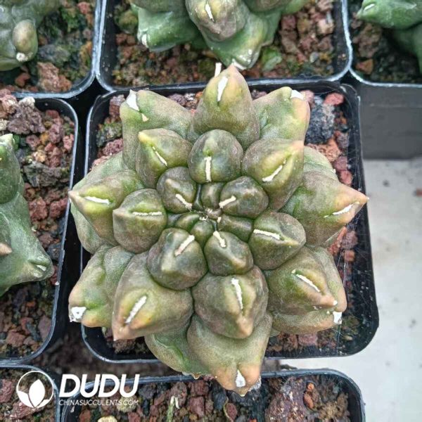 Gymnocalycium anisitsii f. monstruosa - Image 1