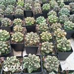 Gymnocalycium anisitsii f. monstruosa - Image 2