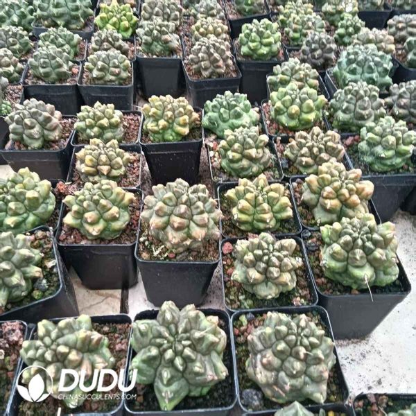 Gymnocalycium anisitsii f. monstruosa - Image 2